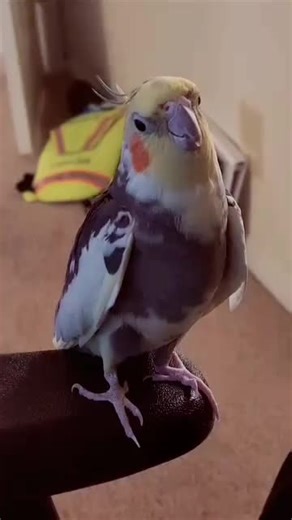 Cute cute bird 🐦❤️🐦#parrotlife #foryoupage #foryou #petsoftiktok #birds