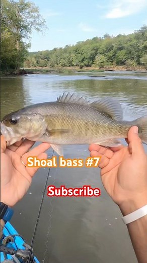 Shoal bass #8 non stop catching losing count. #fishing #shoalbass #georgia #gooutdoors #flintriver