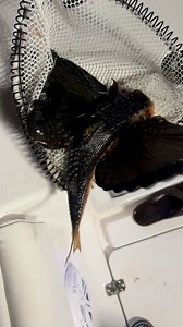 Have you ever seen one of these? #fishing | Coastal WorldWide