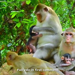 81K views · 1.1K reactions | Heartbreaking! What’s Wrong With These Monkeys? 沈沈 Check full vdo in first comment | Hello Monkey | Facebook