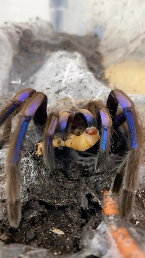 Feeding my Electric blue tarantula (Chilobrachys sp. Electric blue) ⚡️🕷️🕸️ some super worms. Be sure to follow for more specialty pet content and don’t forget to checkout my YouTube Channel (Reptiliatus)! • #chilobrachysspelectricblue #tarantula #spider #reels #instagram #viral #animal #pet #arachnid #reptiliatus #reptile #petsofinstagram #spidersofinstagram #scary #science #tarantulasofinstagram | Reptiliatus