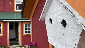 Ein Bluebird bekannt als Baum Schwalbe: Stockvideos & Filmmaterial (100 % lizenzfrei) 3879705363 | Shutterstock