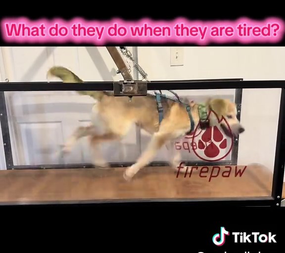 The Markwell Dogs (@markwell_dogs)’s videos with Northern Attitude - Noah Kahan