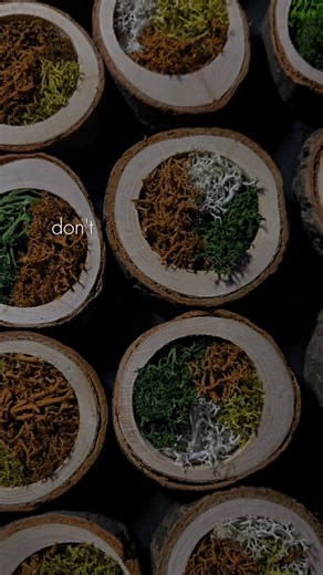 🌿 Work in Progress – New Moss Gardens 🌿 Something new is growing in the workshop tonight… I’m switching from glass vessels to small wooden holders, letting nature breathe a little more freely this time. Each tiny garden feels like a pocket of forest magic — soft moss beds, bits of bark, and quiet green life cradled in wood. They’re still a work in progress, but I can already feel their energy — grounding, alive, and so full of charm. I can’t wait to share the finished pieces with you soon… the