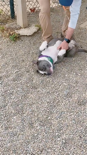 ‼️ADOPTED‼️ 🐾 Meet Mila! 💖 This 1-year-old Pocket Pit is tiny, adorable, and full of love! 🥹 Mila is vaccinated, microchipped, and ready to steal your heart. She’s playful, cuddly, and loves belly rubs! 🩷 🌟 Today Only — Saturday, Oct 18! 🌟 Adopt Mila or another amazing dog for just $50 (puppies excluded)! 🐱 Cats at Petco & PetSmart are only $25! Big thanks to Best Friends Animal Society for sponsoring this special day and helping pups like Mila find their forever homes! 🏡💞 📩 Apply to a