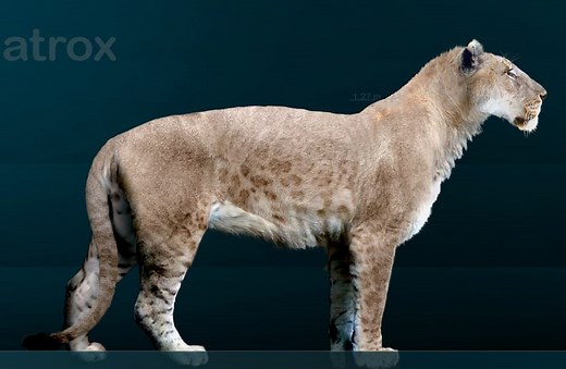 Panthera atrox (American Lion)