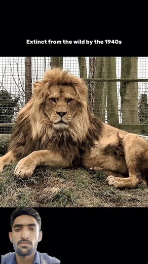 The Barbary Lion Most Powerful Lion #barbarylion