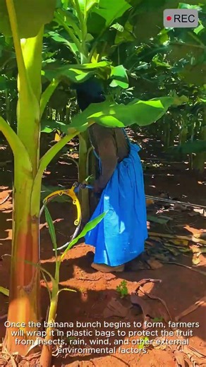 Banana Bunch Protection with Plastic Bag #video #viral #creative #technology #machine