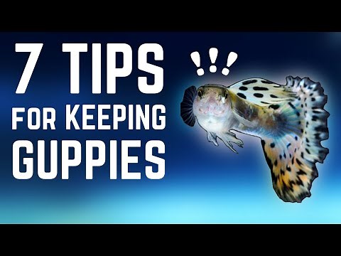 7 Tips for Keeping Guppies in an Aquarium