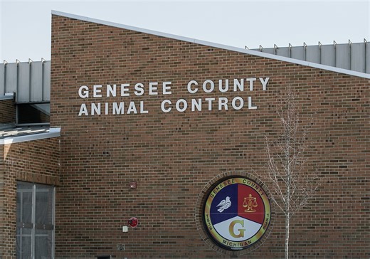 Feline distemper shuts down cat adoptions, intakes at Genesee County Animal Control