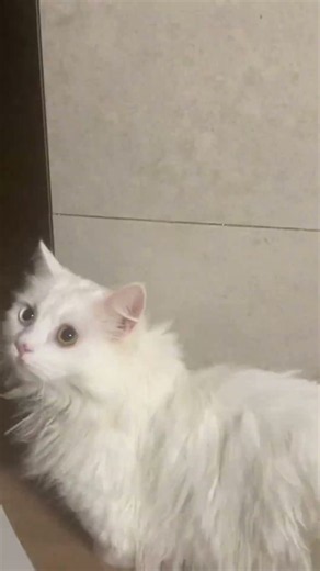 안녕하세요 저는박 설희 입니다.저는 그리고 먼치킨 흰색 숏 고양이 입니다. #kitten