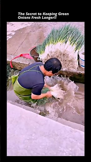 How Green Onions Are Cleaned