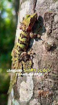 Flying Gecko 🦎 - The Bark‑Camouflage Glider of Southeast Asia #Reptiles #Wildlife #animals