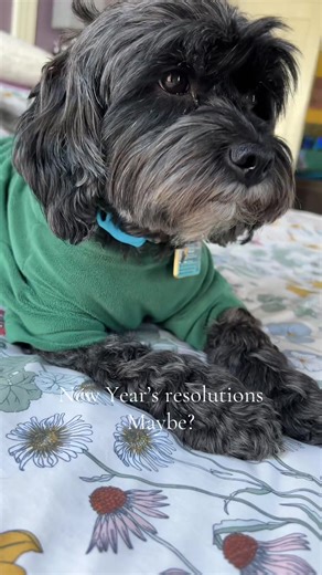 New year new you… maybe? What’s your New Year’s resolution? More exercise? More naps? More tail wags? #siberianhusky #minipoodle #dogsoftiktok #newyearnewyou2026 #newyearsresolution