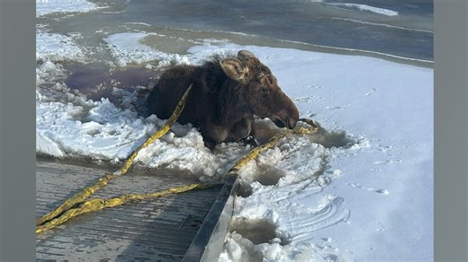 'Rebel the Moose' rescued from ice by Sask. tow truck driver