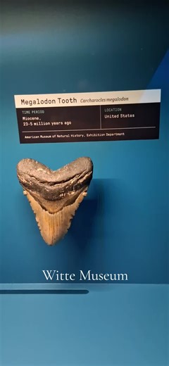 Discover Dinosaurs and Megalodon at the Witte Museum