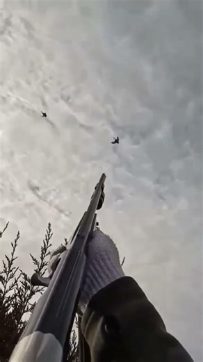 Perfect Goose Shot 🦢🔥#USA #UK #GooseHunting #GeeseHunting #Waterfowl #HuntingLife #shorts