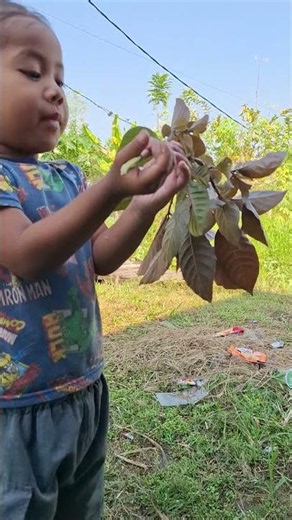 Alfa picks purple leaves