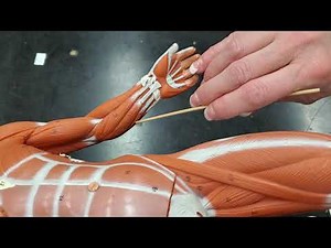 Practice Muscle Lab Exam: Mini-Muscle Figure Part 2
