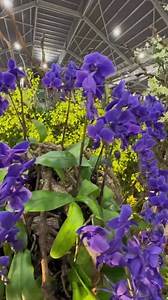 63K views · 9.3K reactions | An exquisite and stunning showcase of...