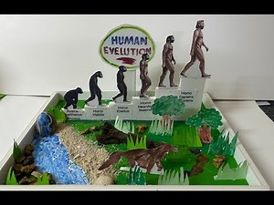 Human evolution model for school projects