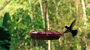 Hummingbird