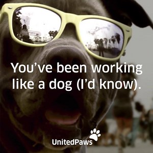 14K views · 914 reactions | Our pawfessional therapy dogs will greet flyers as they embark on their spring break travels. March 24–26 at EWR, ORD, IAH, CLE and DEN | United | Facebook