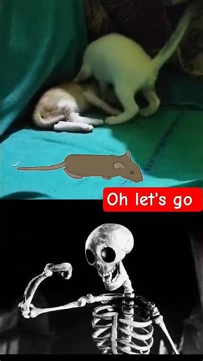 cat rat bhoot #shorts