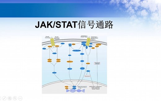 JAK-STAT信号通路