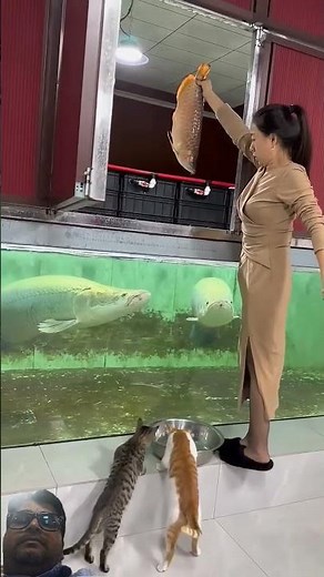 arapaima fish feeding #arapaimafishfeeding