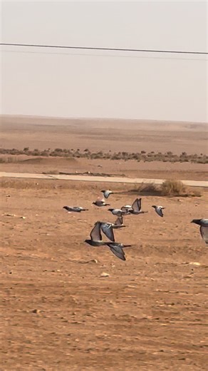 حمام زاجل: عشق سباق الطيور في البصرة