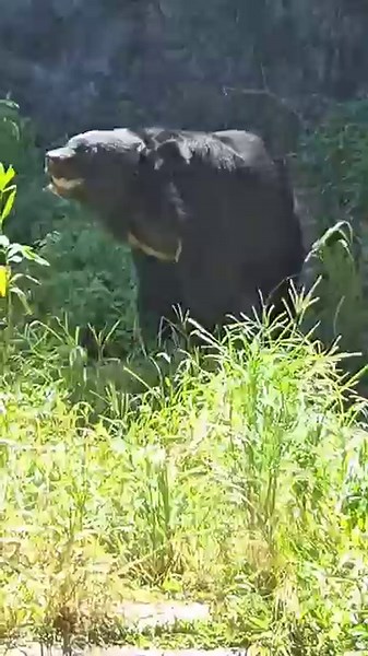 台灣黑熊Formosan Black Bear/Taipei Zoo