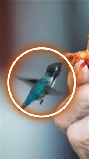 Bee Hummingbird | TIRLA ACADEMY