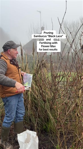 add WEBSHOP https://pergolanurseries.ecwid.com add WEB-SHOP https://pergolanurseries.com Sambucus “Black Lace “ prune ,feed and plant from now on. SAMBUCUS BLACK LACE tough hardy shrub with dark fern like foliage. Grows In any reasonable soil type . Prune to size in spring . Pink fragrant flowers in early summer. Plants 2-3 stems ready for planting. Fast growing and happy in any reasonable soil type Planting time is from now! Fertilise regularly with FLOWER MAX for best results ALL IRELAND DELIV