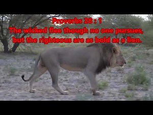 Lion by Elevation Worship (Hail, Hail, Lion of Judah) with lyrics