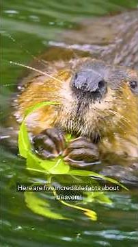5 Facts About Beavers🦫#Beavers #BeaverFacts #AnimalFacts