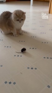 'This seems like a real 'YOU problem', mom!" - these cats! 😹💥🐭 (Via - Carissa M.) | The Pet Collective