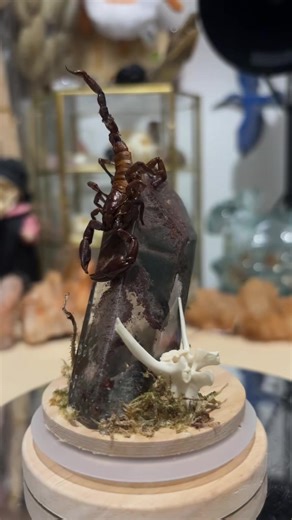 Garden quartz and scorpion combo 😍😍#weirdroomdesigns