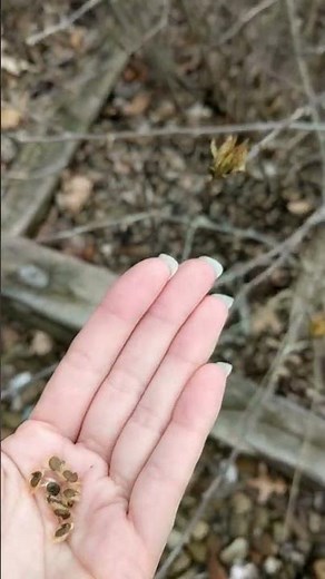 Rose of Sharon Seeds