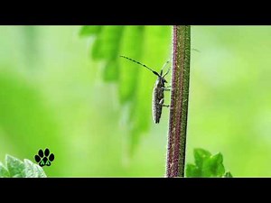 Exploring the World of Insects 🐝🦋