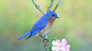 243K views · 15K reactions | Eastern bluebird singing (Sialia sialis) North America, Bermuda. | BIRDS & Nature | Facebook