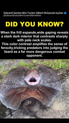 Dark Oral Cavity Reinforces The Frilled Lizard’s Visual Threat Signal #wildlifefacts