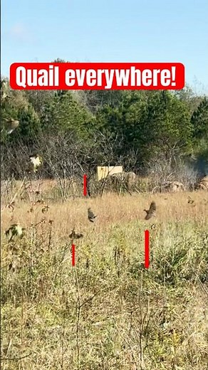 Covey rise of Mississippi bobwhite quail #quailhunting