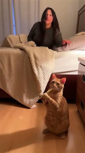 #cat Funny Cat Playing Flute at Mid Night