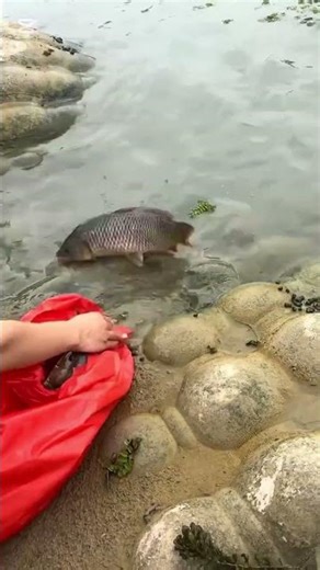 Fish cultivated in the big project. #fish #fishlover #fishlife #fishvideo #carpfishing
