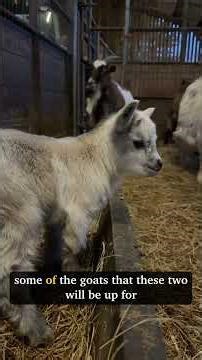 Pygmy goats for sale! #farm #goat #northdevon #country