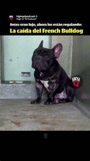 Hace unos años, un French Bulldog podía costar entre $3,000 y $8,000