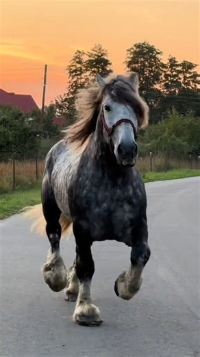 Gallop at Sunset #horse #stallion #animals