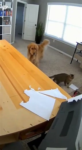 Cat ATTACKS Printer Gone Wrong!