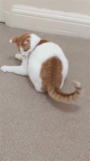 Cat Zoomies! Why Cats get the Zoomies! Weird Cat Behaviors Explained! #facts #cat #catzoomies